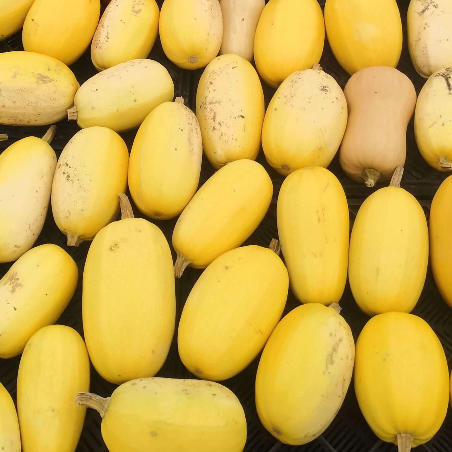 Courge Spaghetti