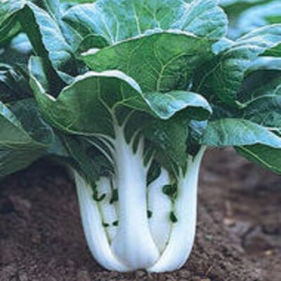 chou chinois "pak choï " - 600g