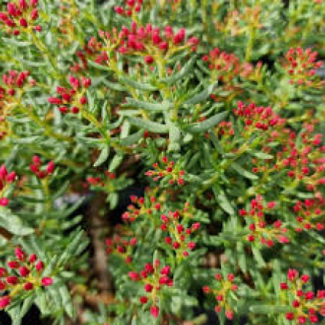 Crassula sarcocaulis