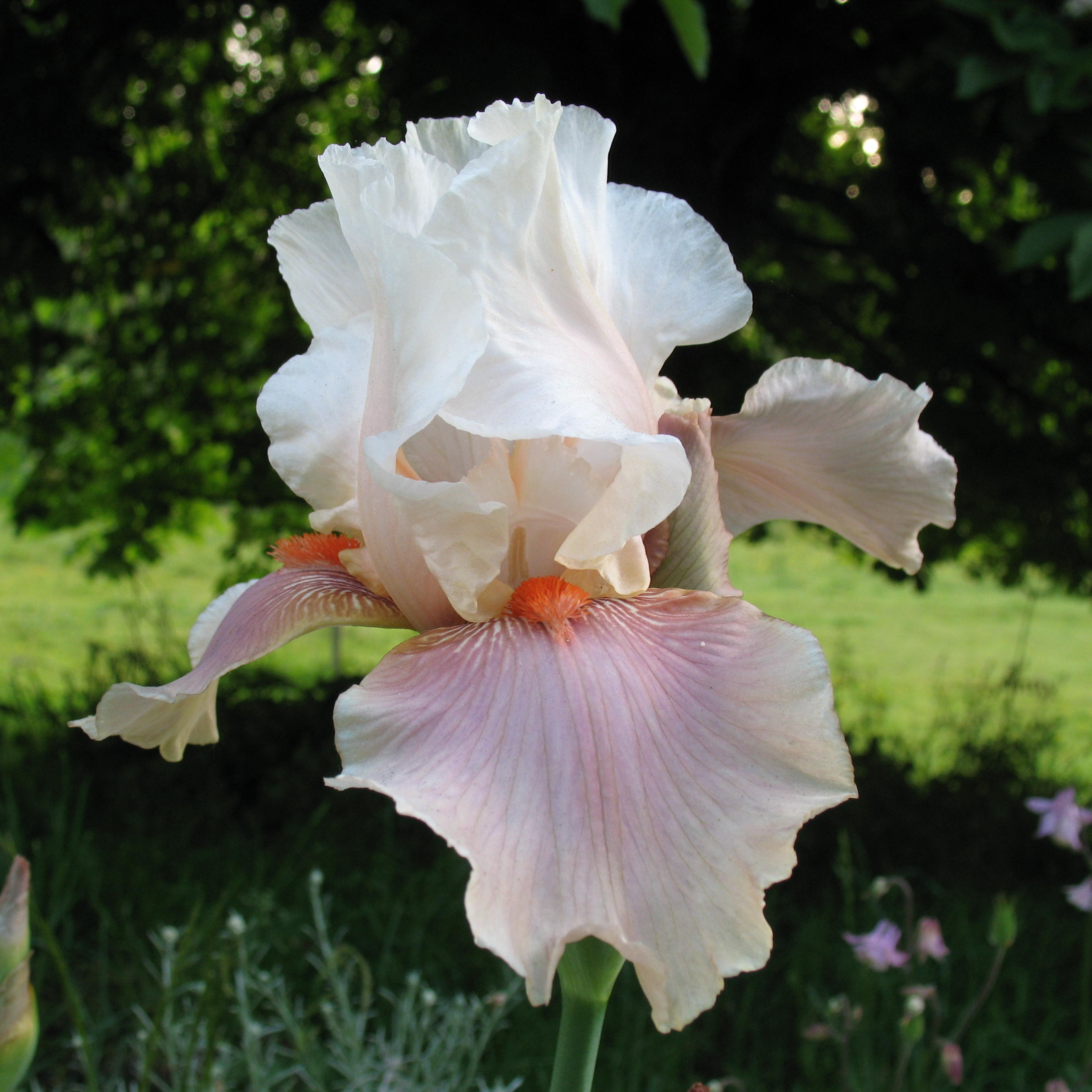 Iris germanica 'Lisa Ann'