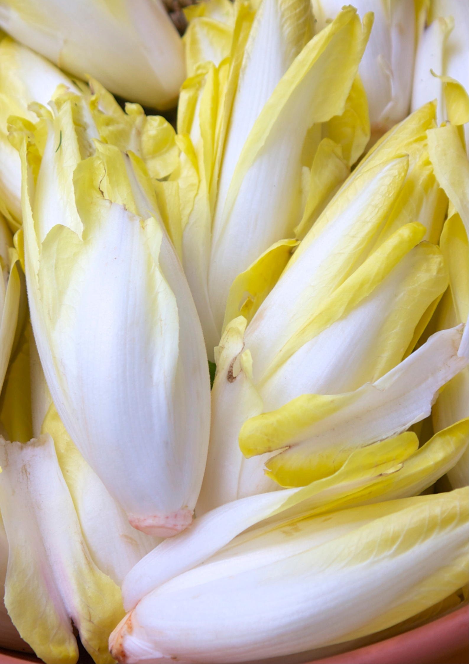 Endives - 500g