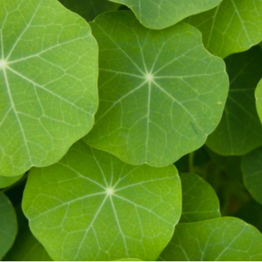Feuilles de Capucine - 30g