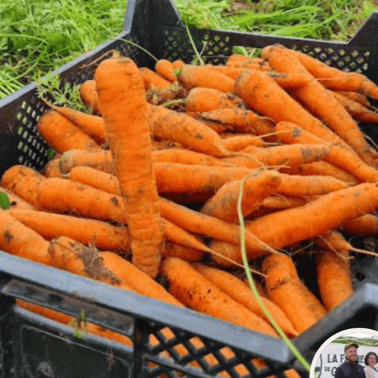 Carottes