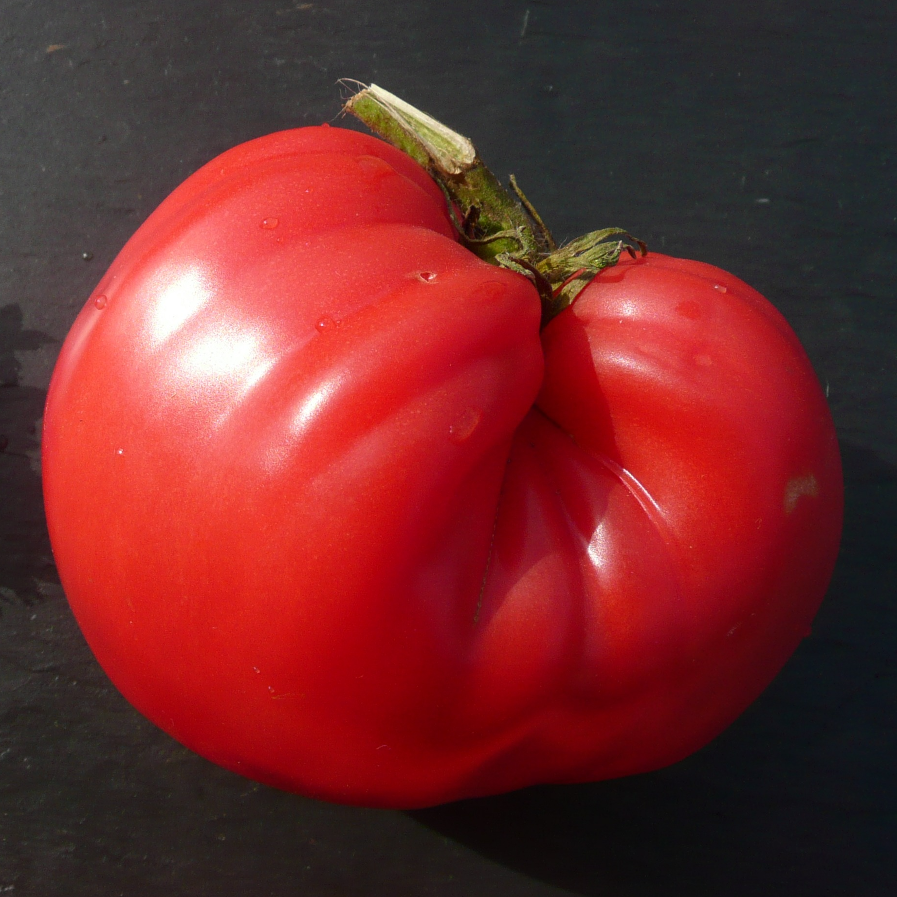 Tomate Cœur de Bœuf - godet 8 cm