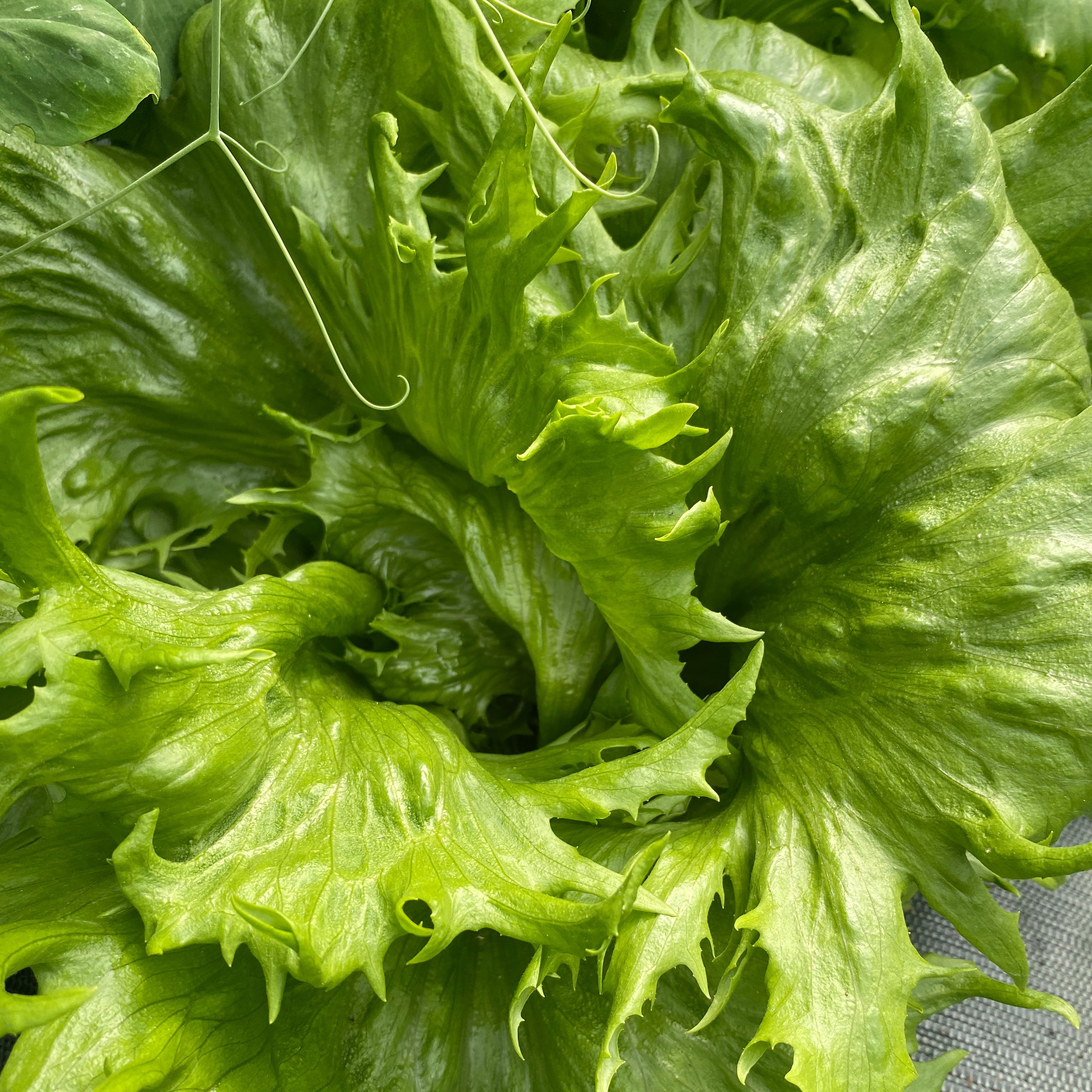 Salade du moment