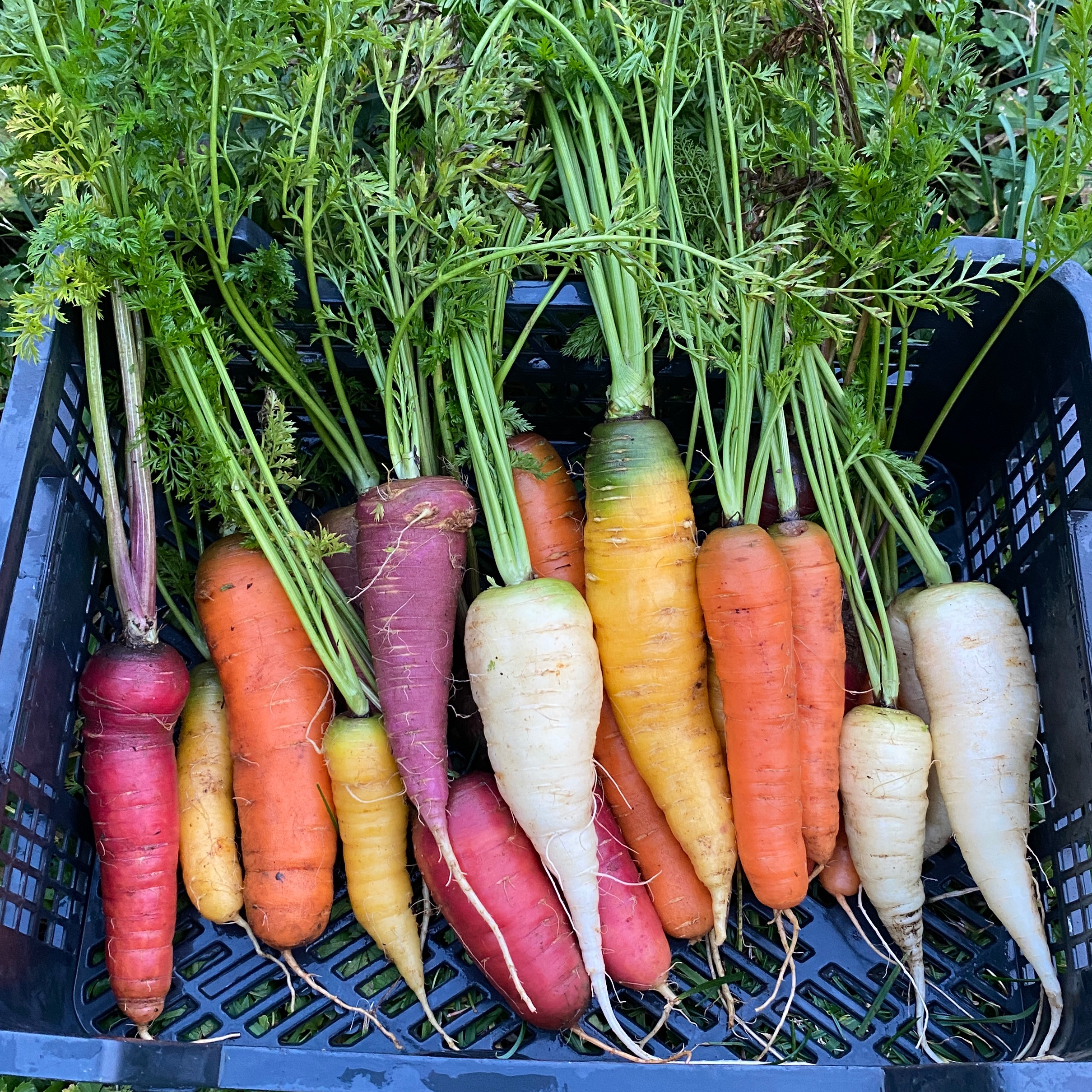 Carotte nouvelle mélangée