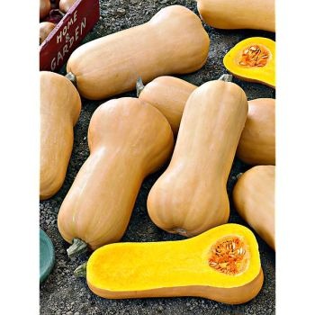 butternut