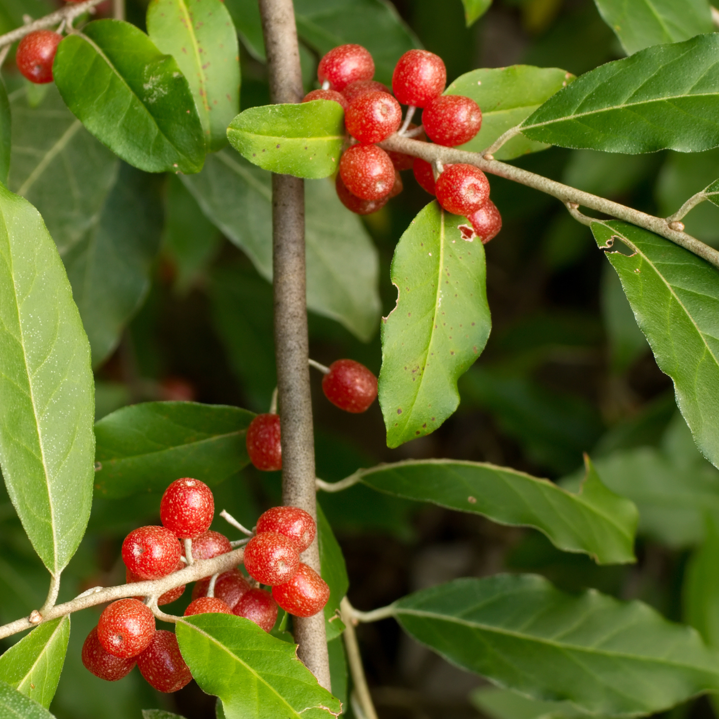 Goumi du Japon Amoroso - 3l