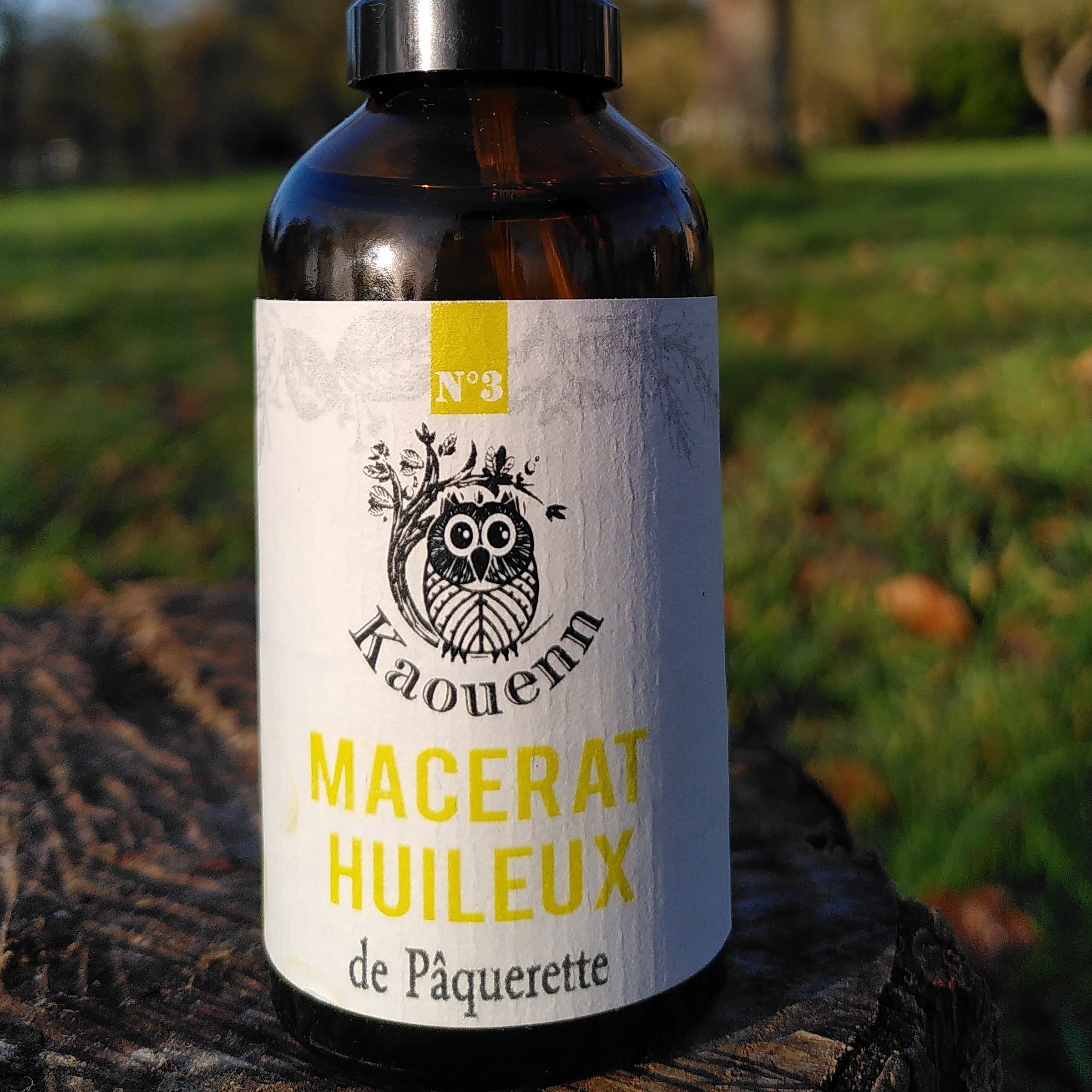 MACÉRAT HUILEUX DE PÂQUERETTE - 50ml