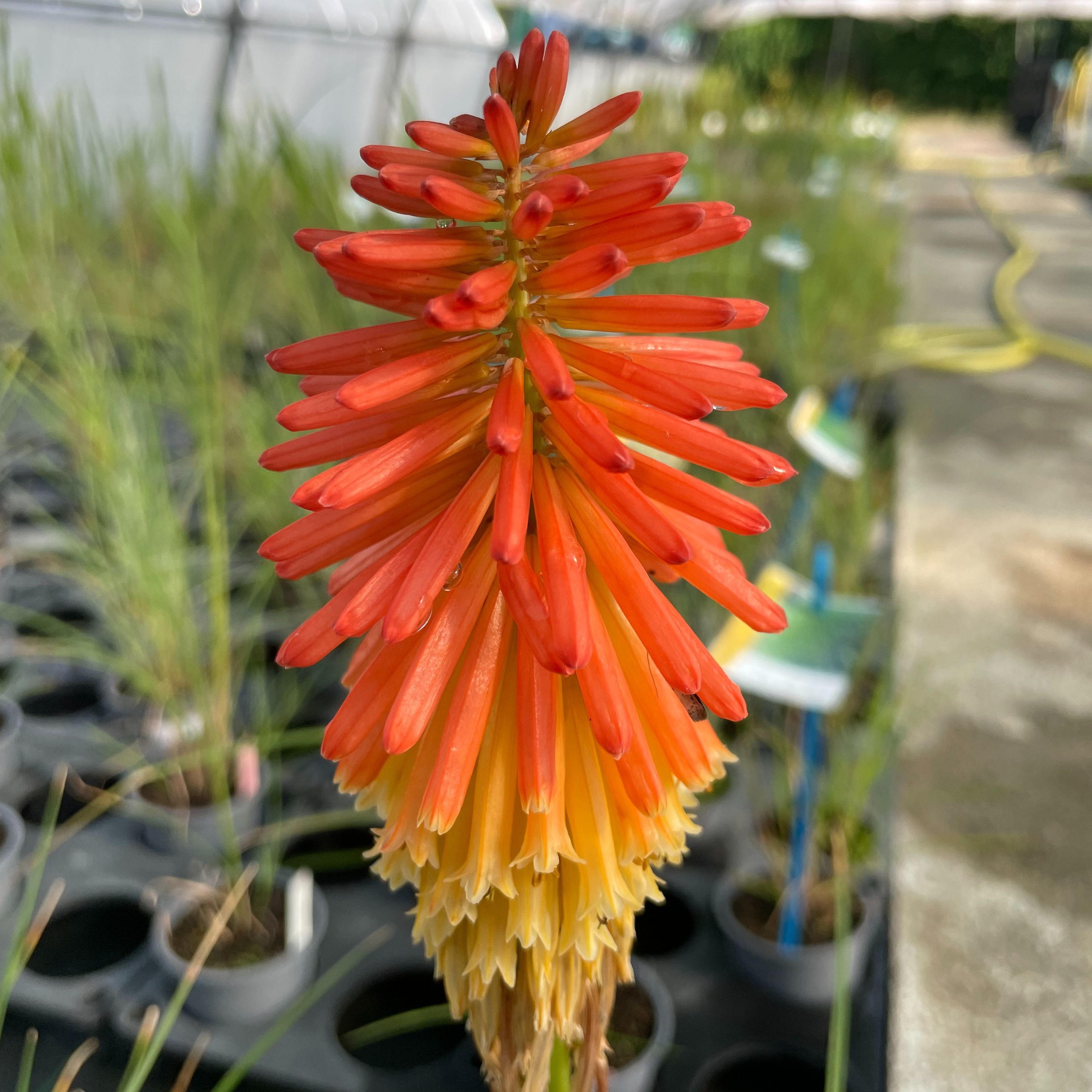 Kniphofia 'Papaya Popsicle'