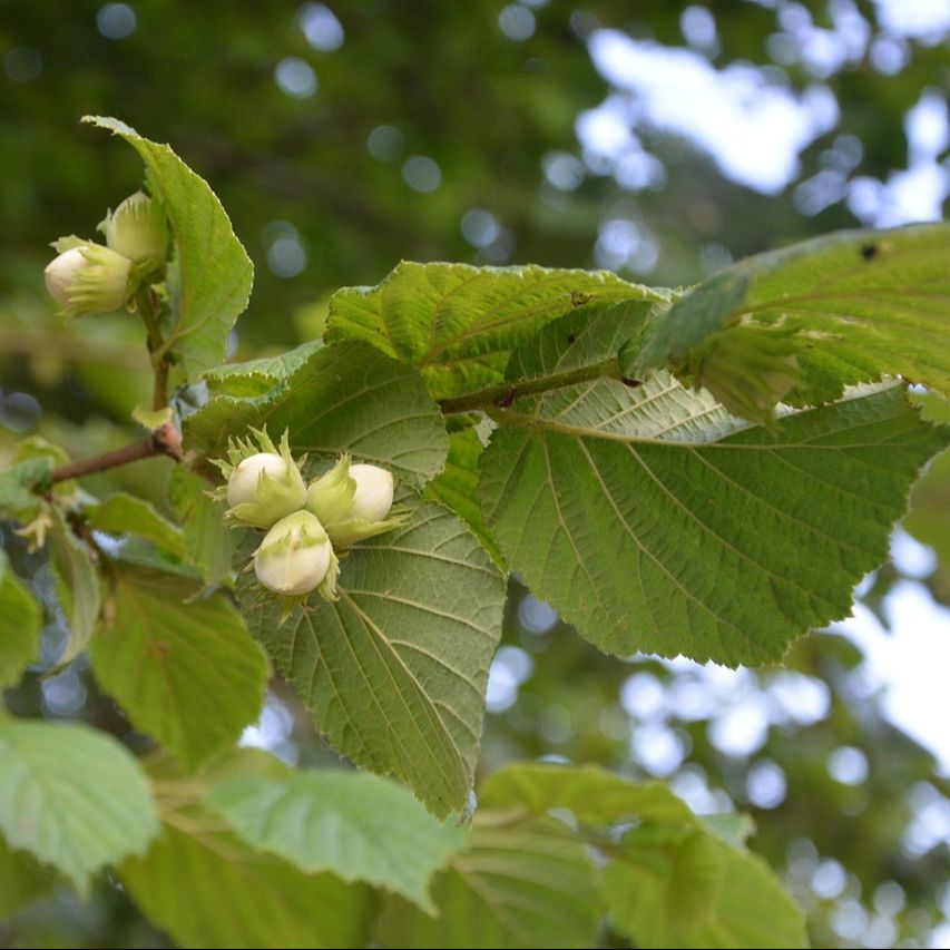 Noisetier (Corylus avellana) 'Merveille de Bollwiller'