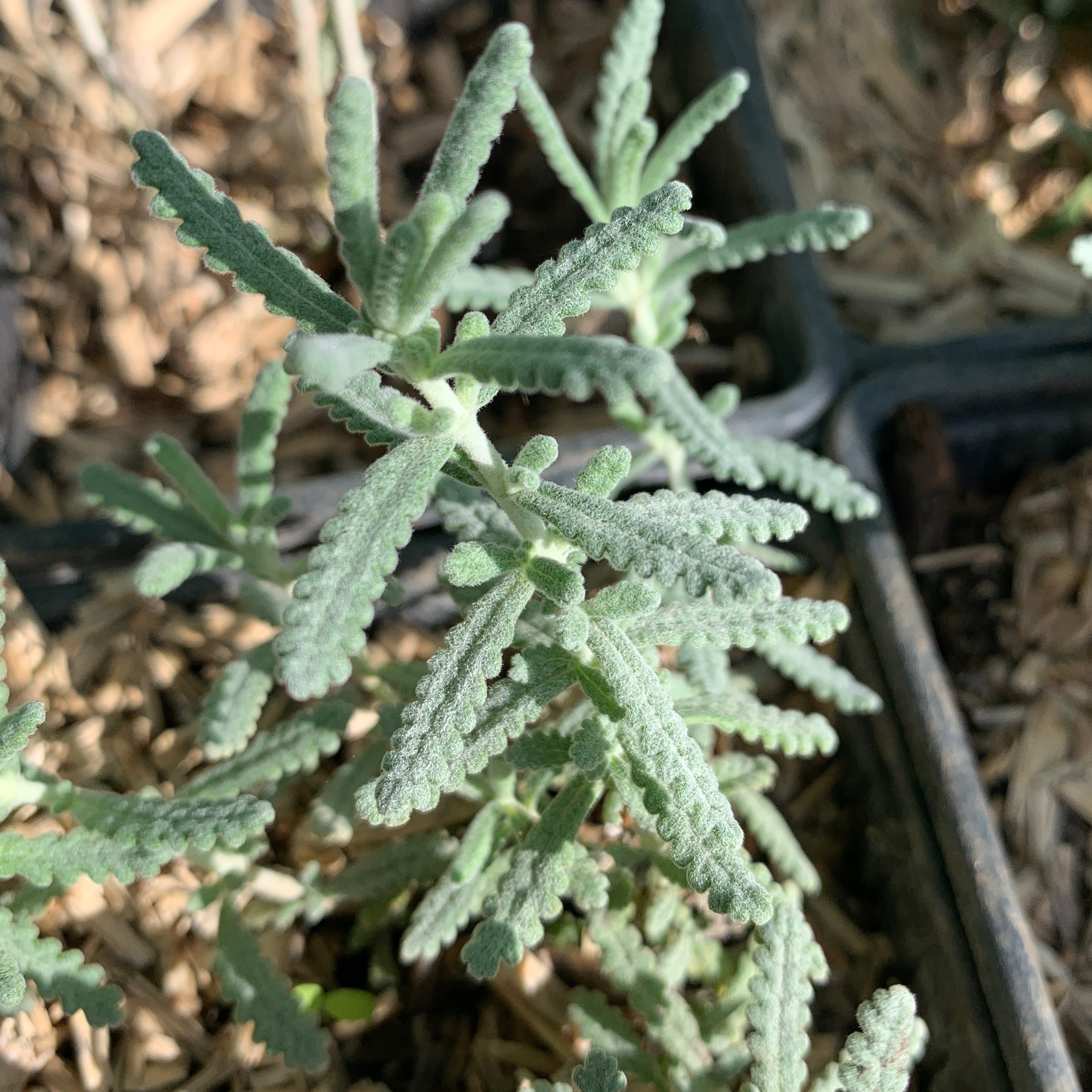 Plante saucisson - gdt 9