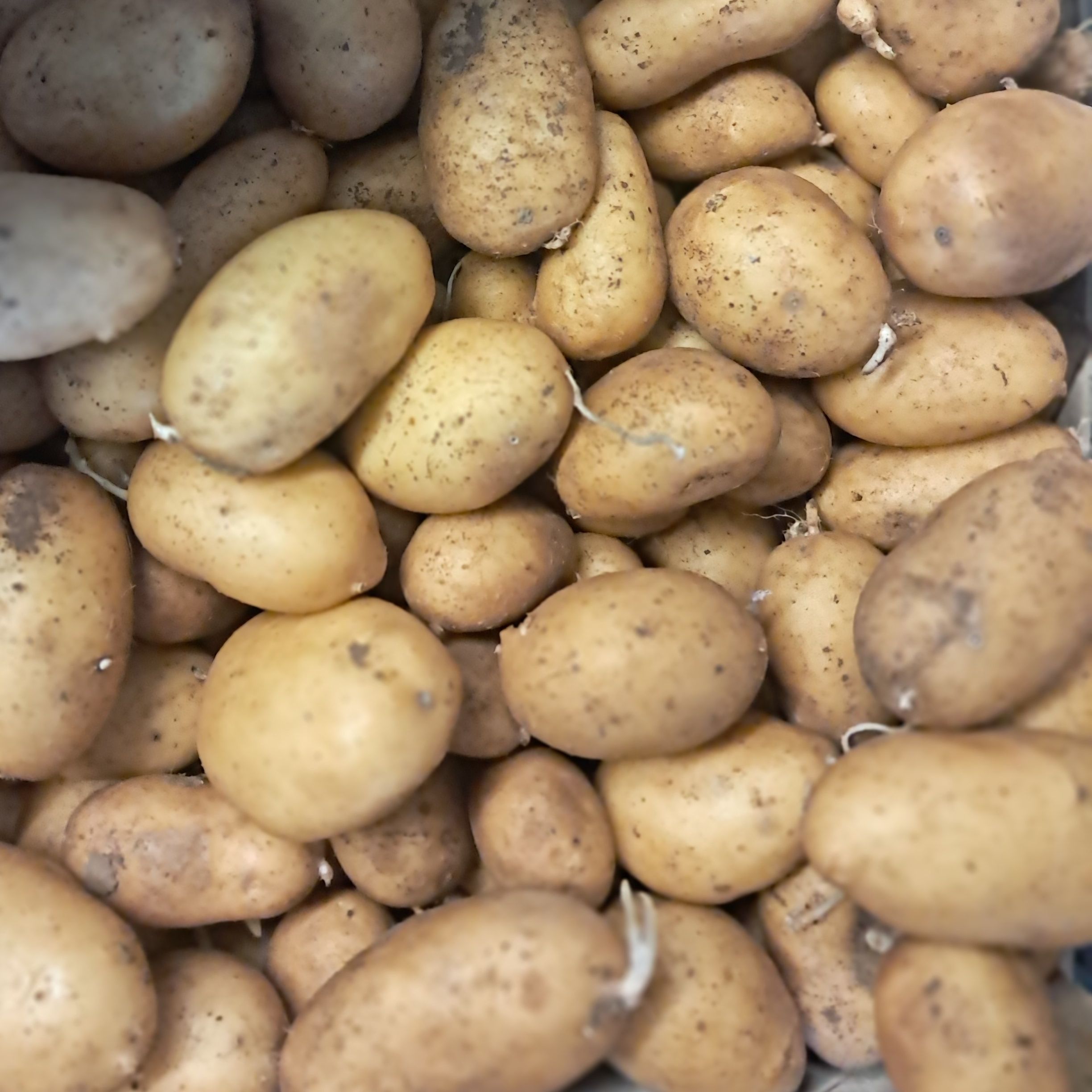 Pommes de terre non lavées