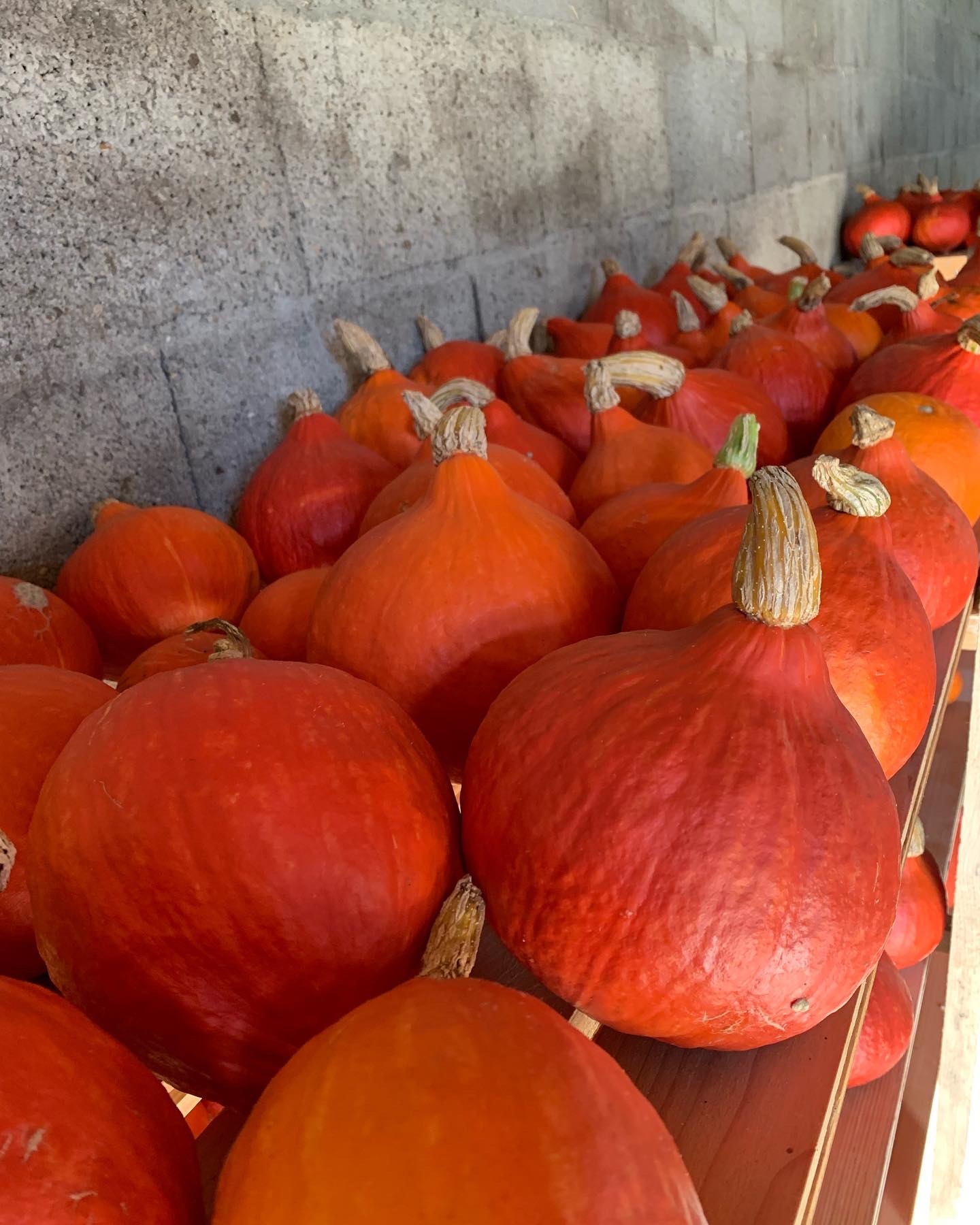 Courge - Potimarron - 1kg