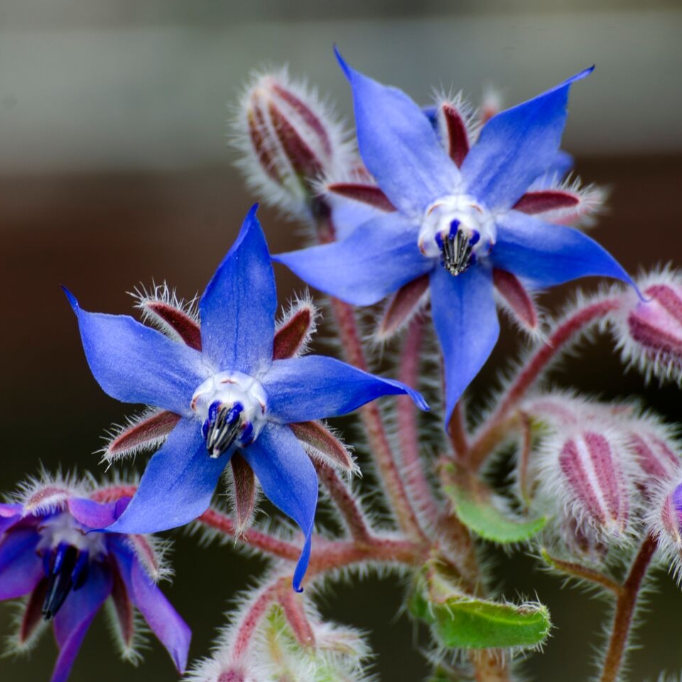 Fleurs de Bourrache (par 25)