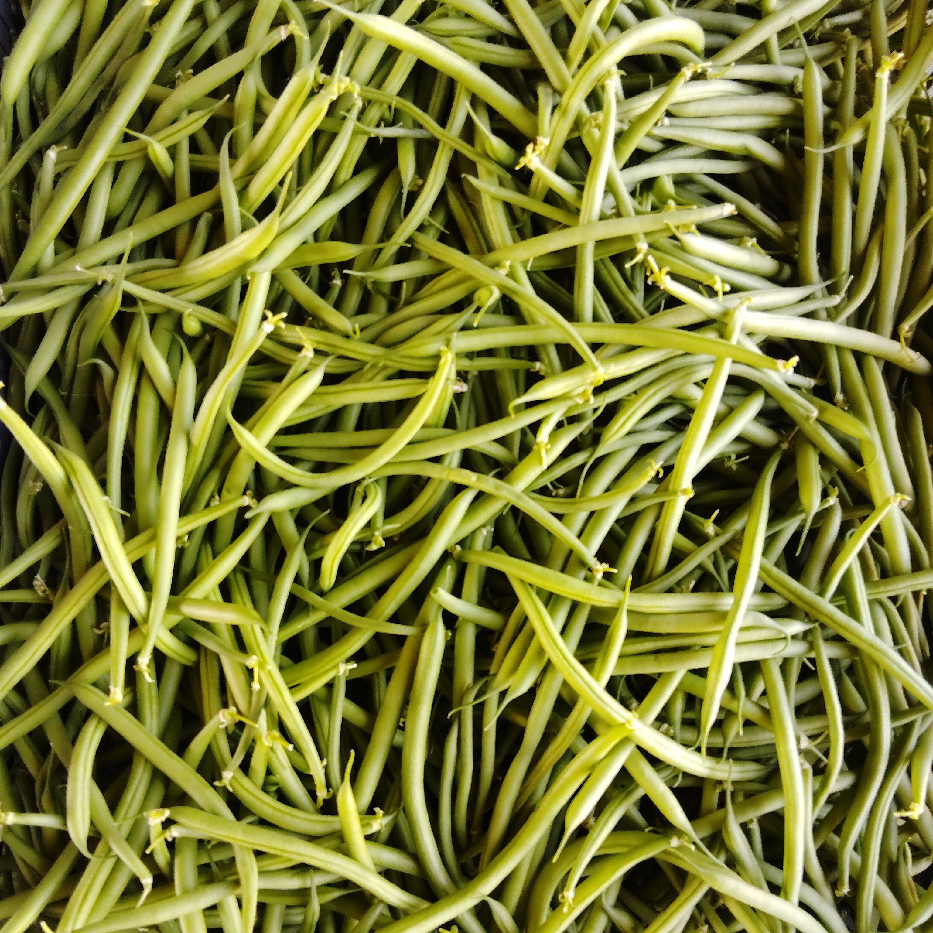 Haricot vert