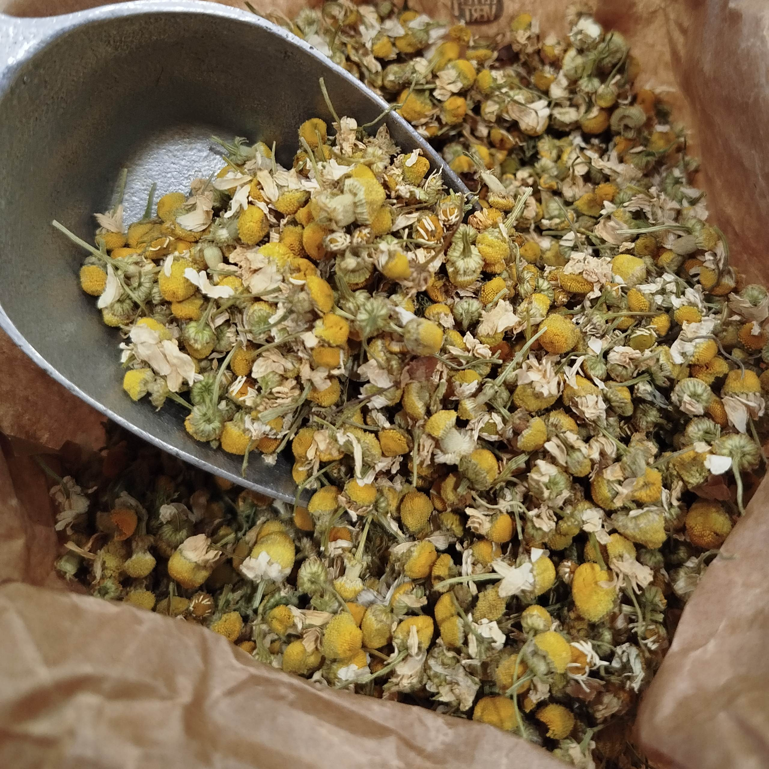 Camomille Matricaire