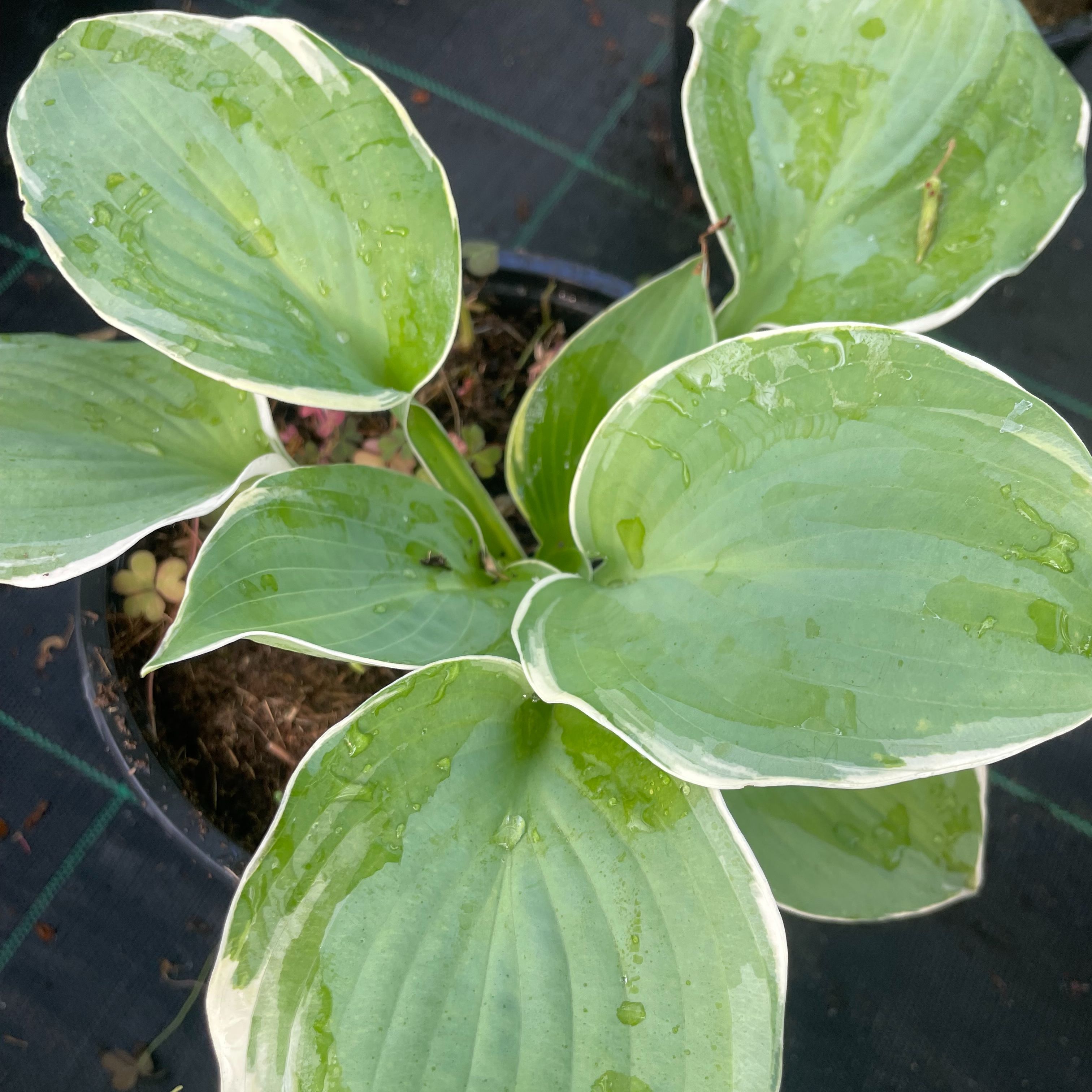 Hosta 'Pizzazz'