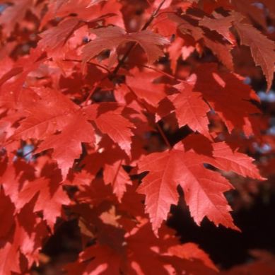 Erable de Freeman - Acer xfreemanii "Automn Blaze"