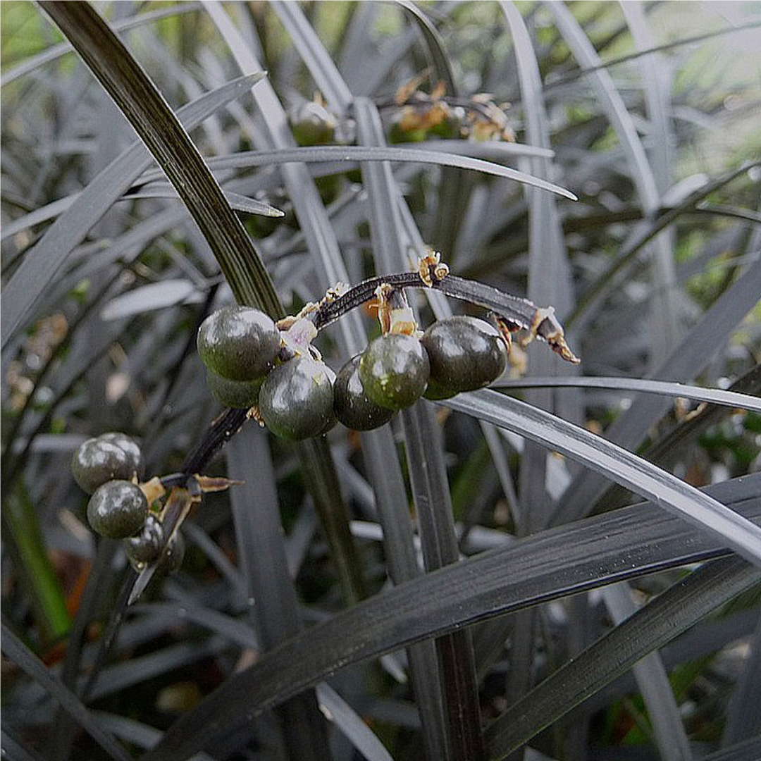 Ophiopogon planiscapus ‘nigrescens’