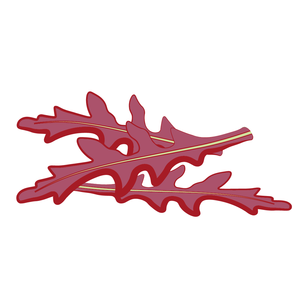 Salade Moutarde Rouge Metis