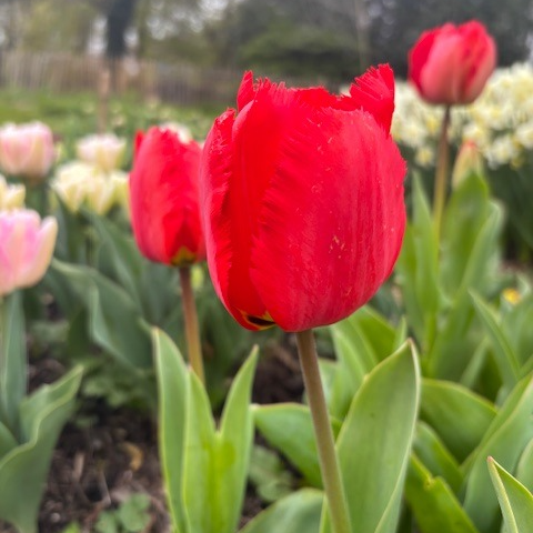 Tulipe dentelle cristal