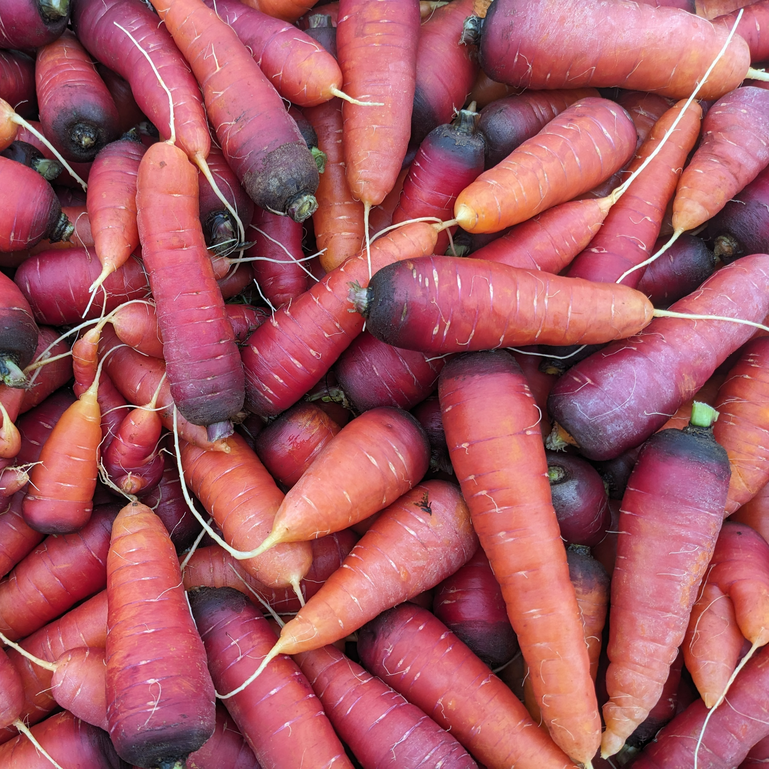 Carottes rouges