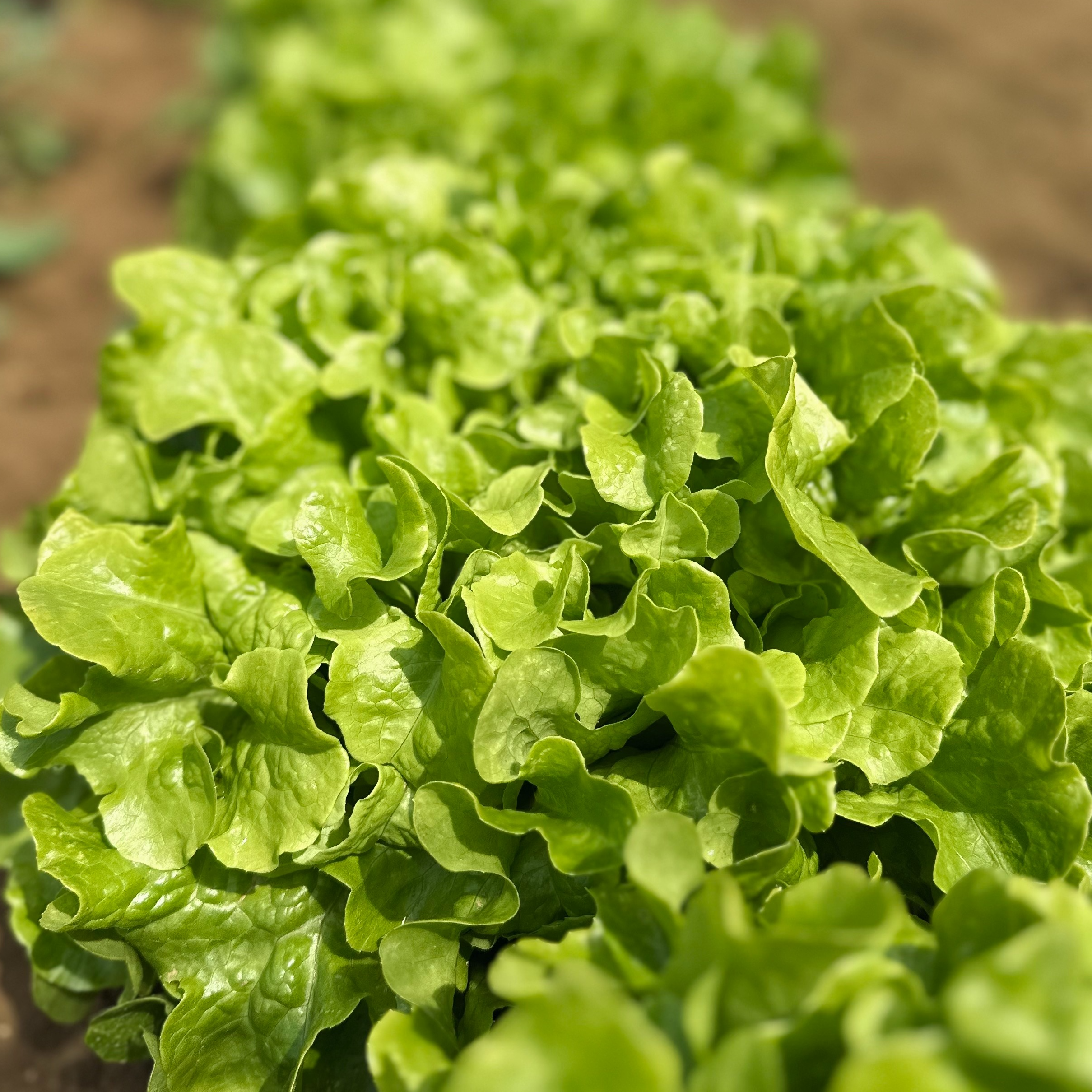 Salade feuille de chêne verte