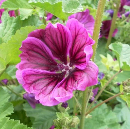 MAUVE