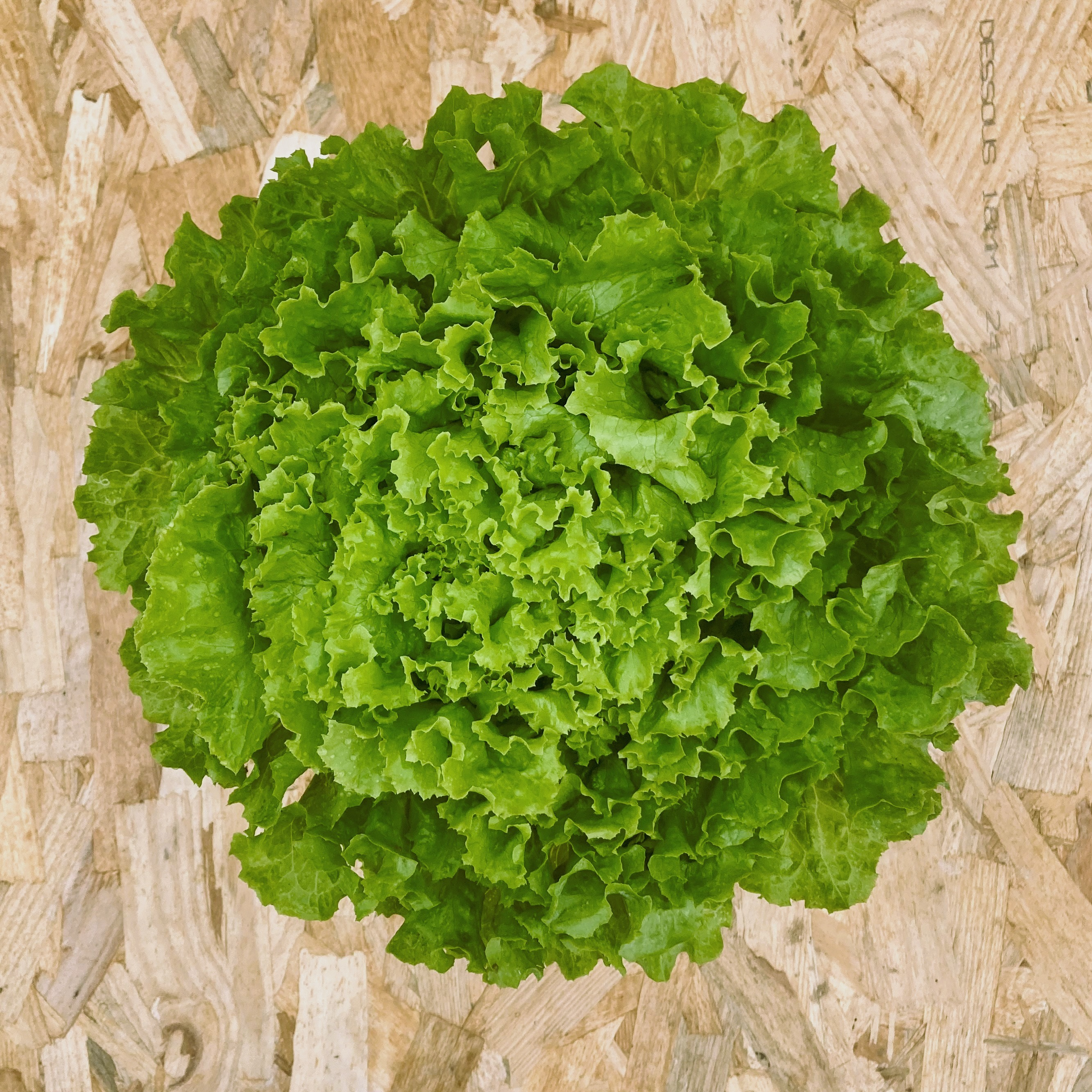 Salade Batavia