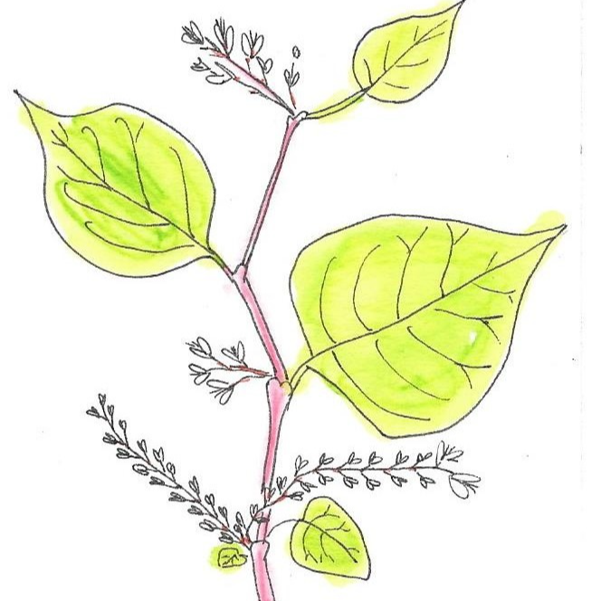 Renouee du Japon - 30ml