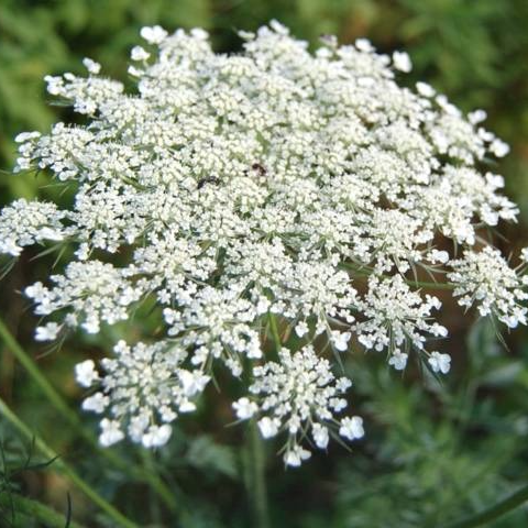 Fleurs de Carottes (par 20)