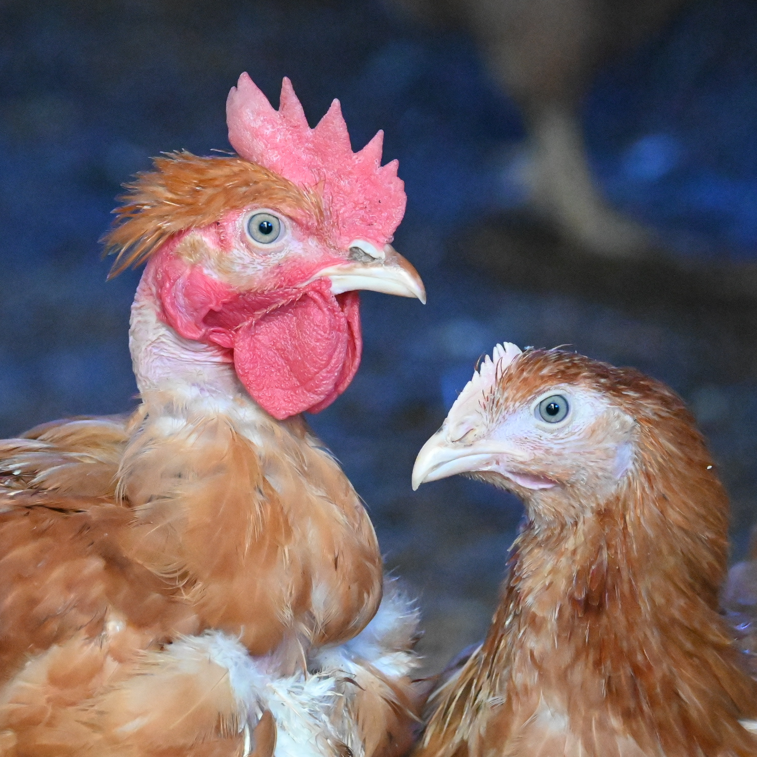 Poulet élevé 90 jours