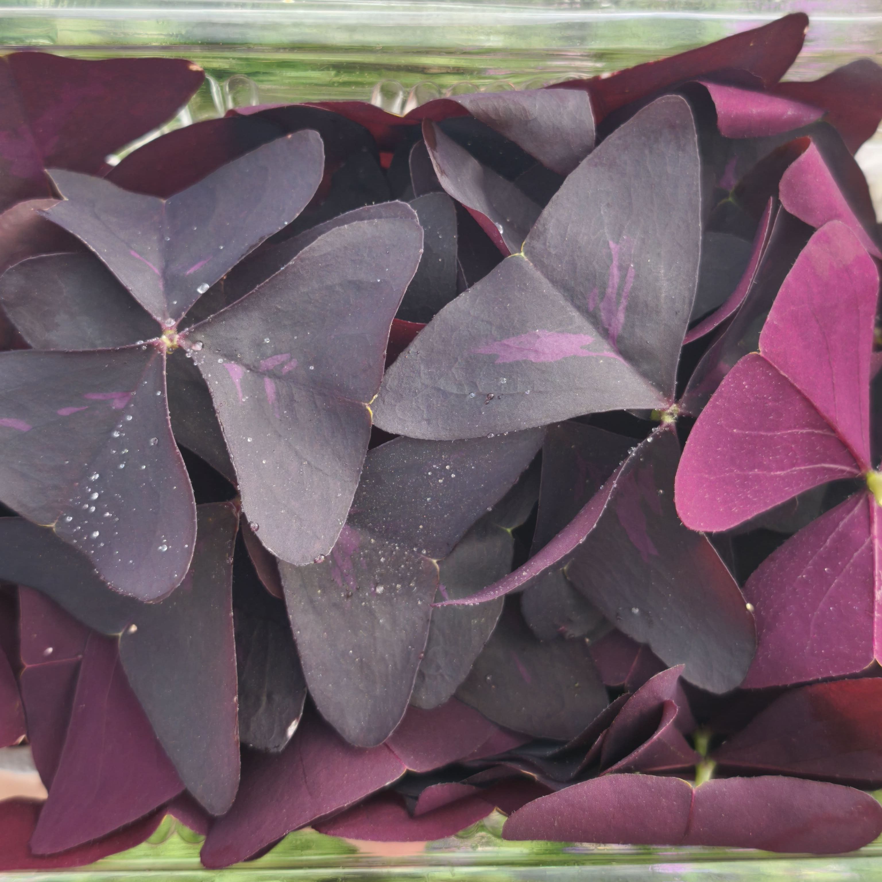 Oxalis pourpre (grande) x20F