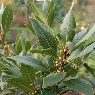 Laurier sauce en pot 2 litres