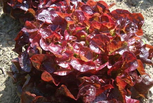 feuille de chêne rouge (lot de 6)