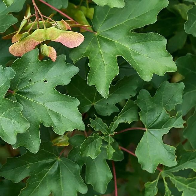 Erable champêtre - Acer campestris