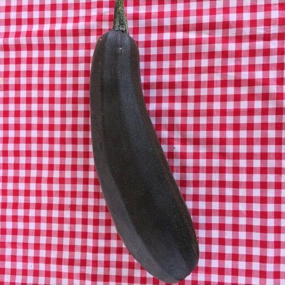 Courgette Grosse La Pièce (origine: La Cueillette 59 France)