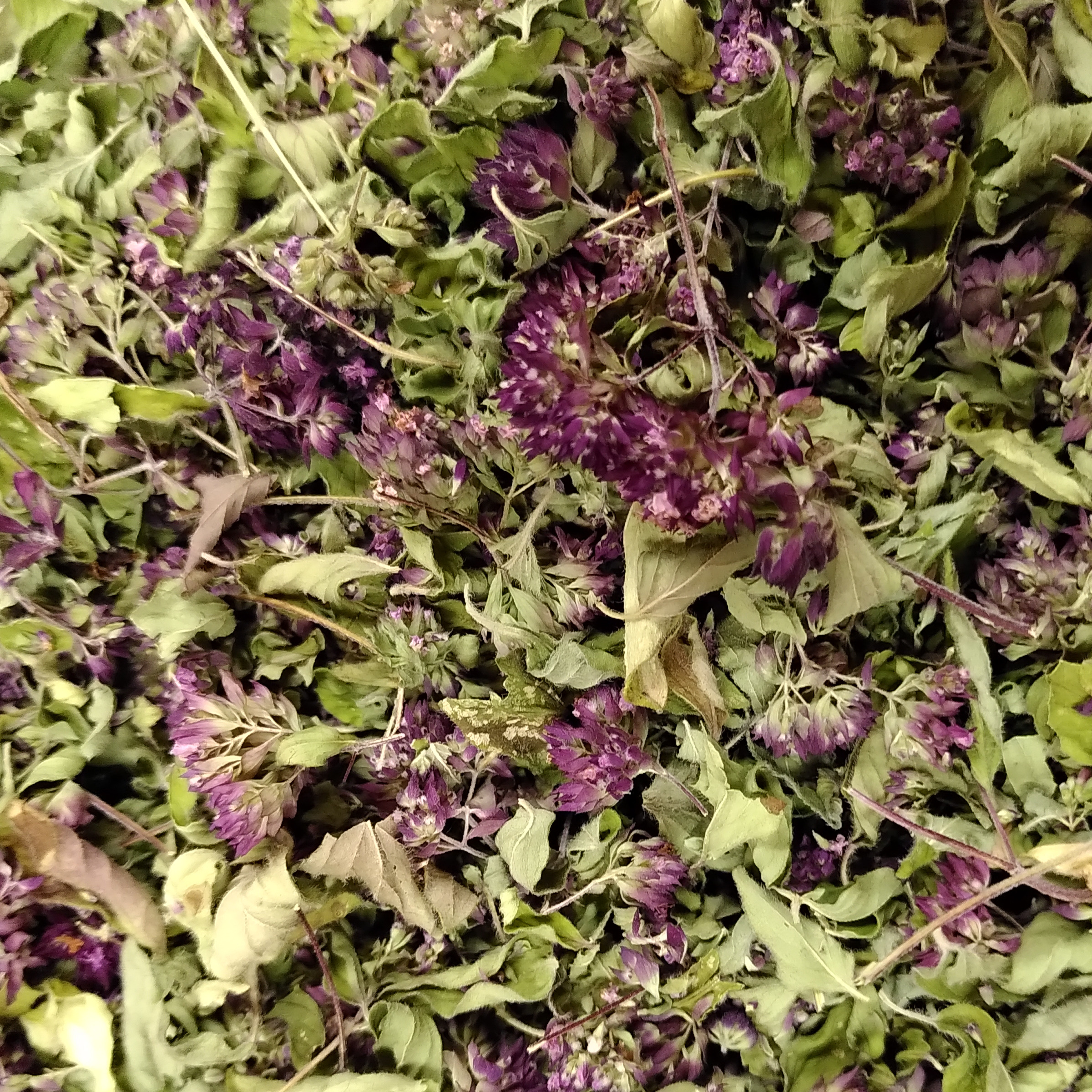 INFUSION SIMPLE ORIGAN - 25g