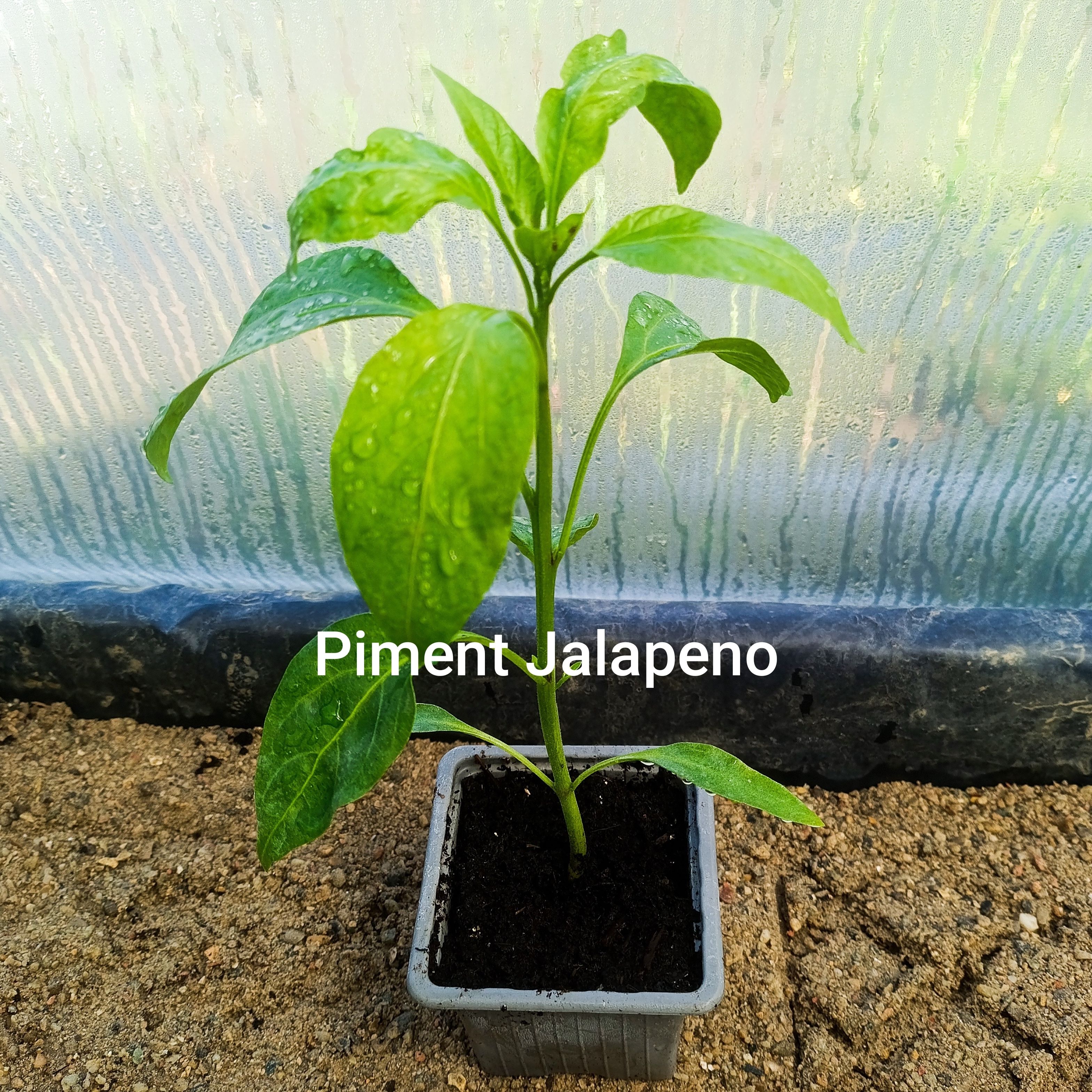 Plant légume - piment jalapeño (fort)