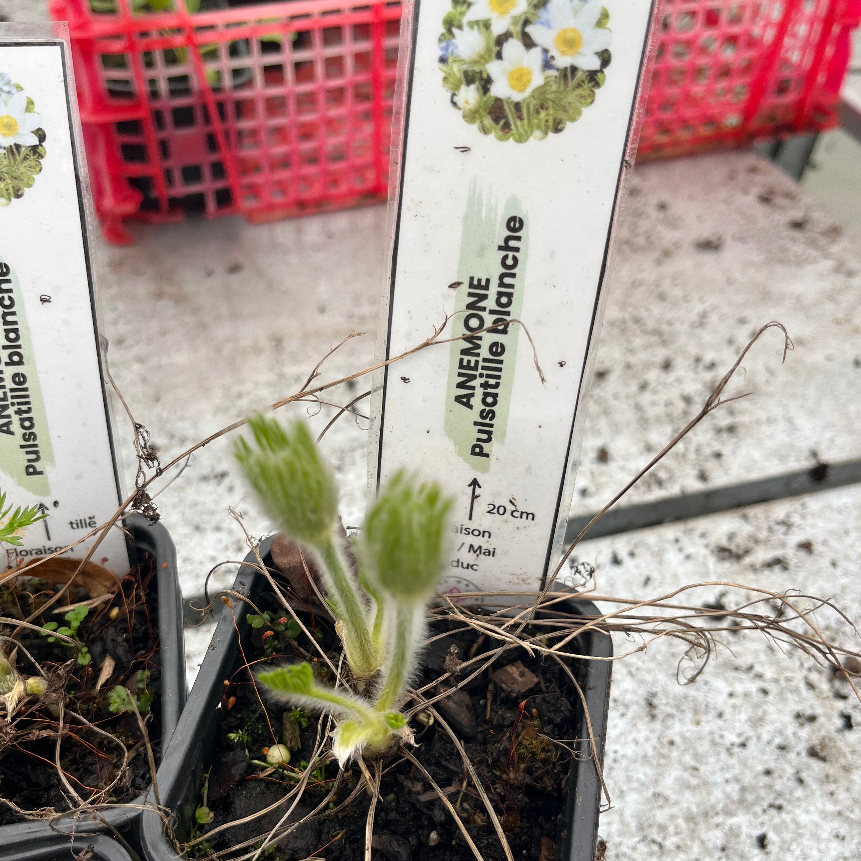 Anémone pulsatille blanche