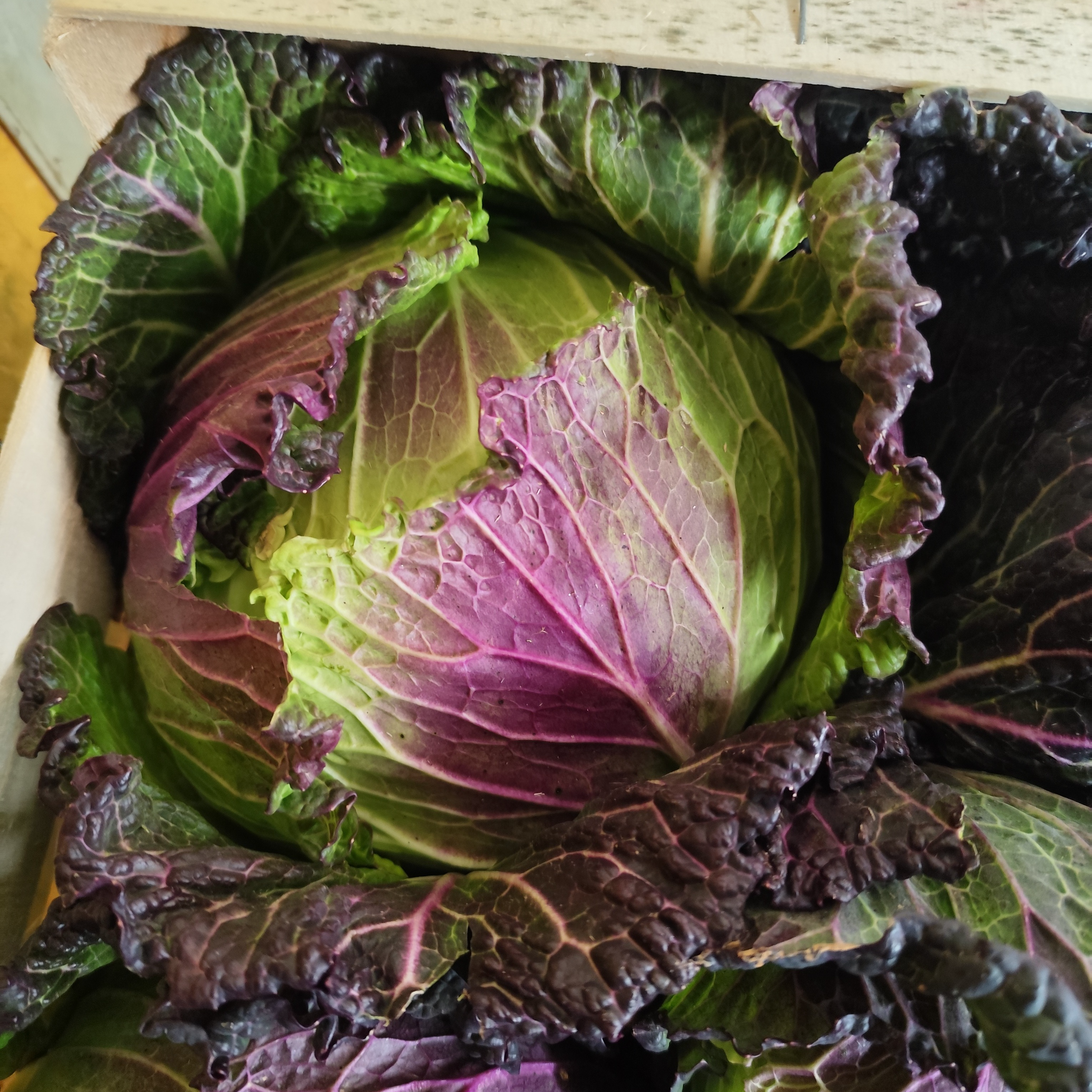 Chou de Pontoise - 0,6kg