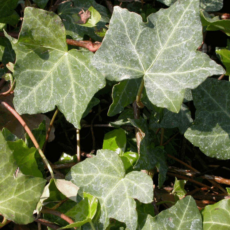 - Hedera Helix - Lierre grimpant - Godet