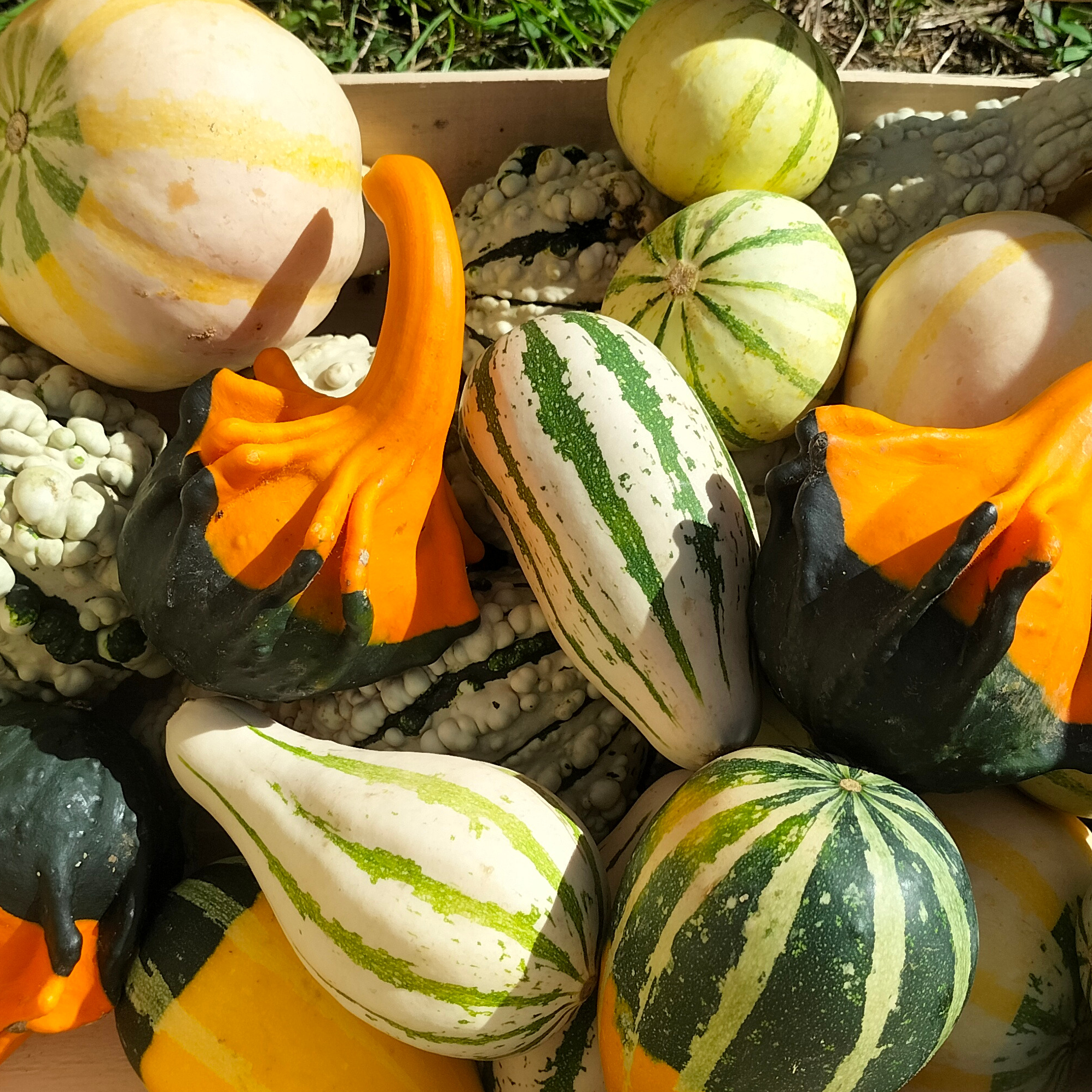 Calebasse décorative