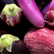 Aubergine