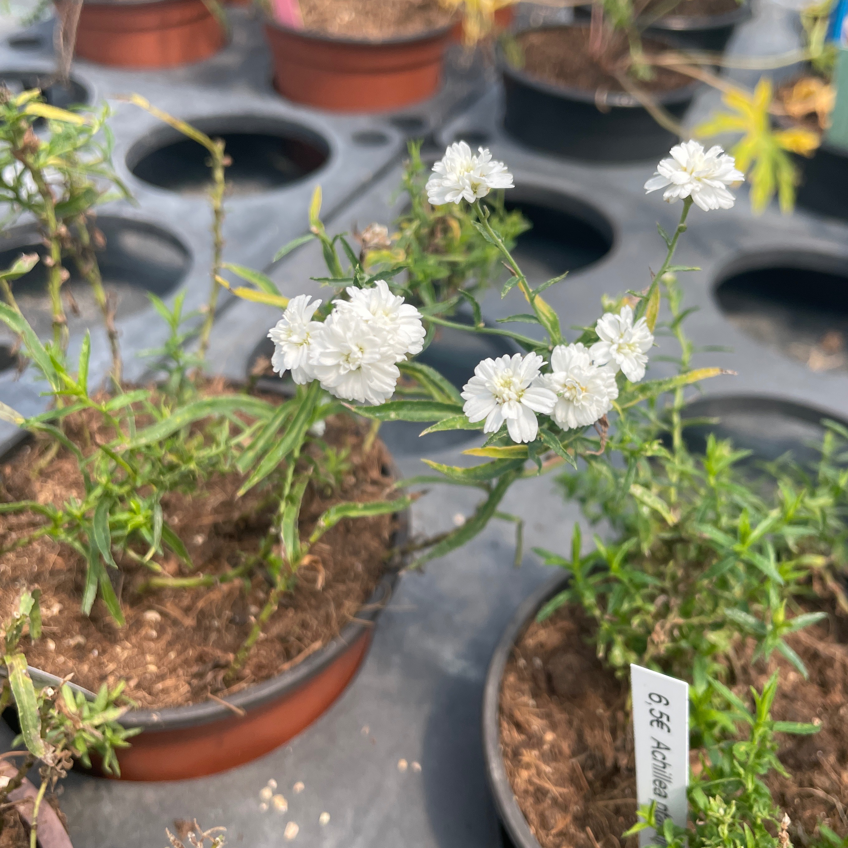 Achillea ptarmica 'Gipsy White'