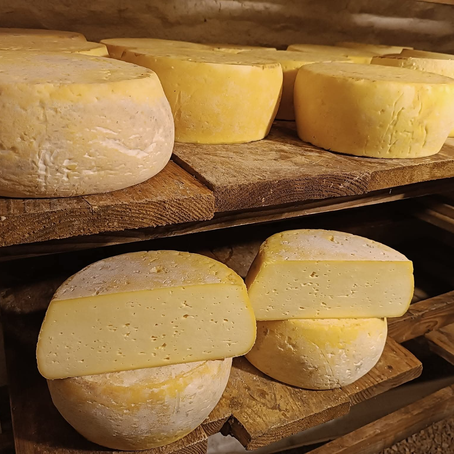 Tomme de vache pate pressée non cuite