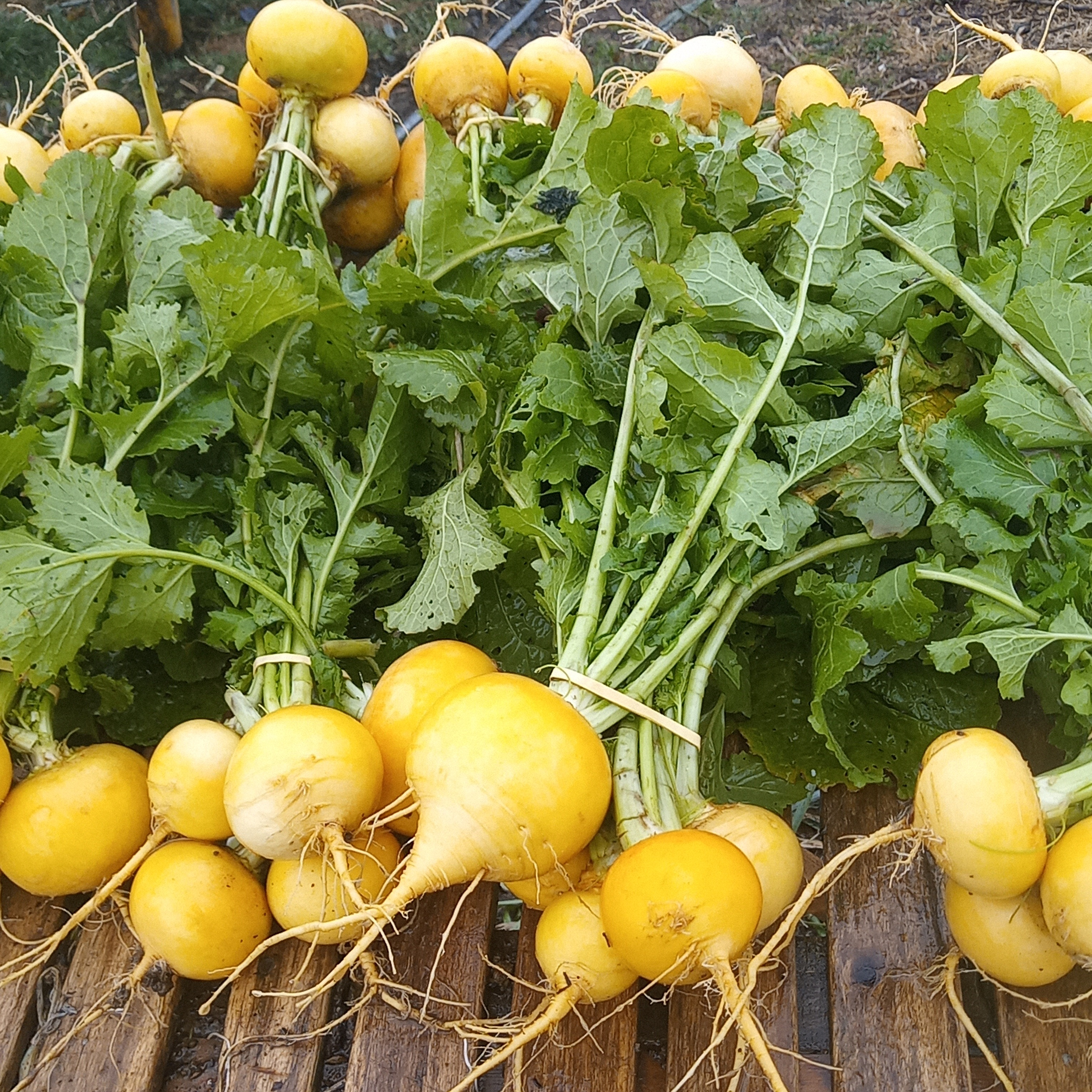 Navet Boule d'Or / la botte