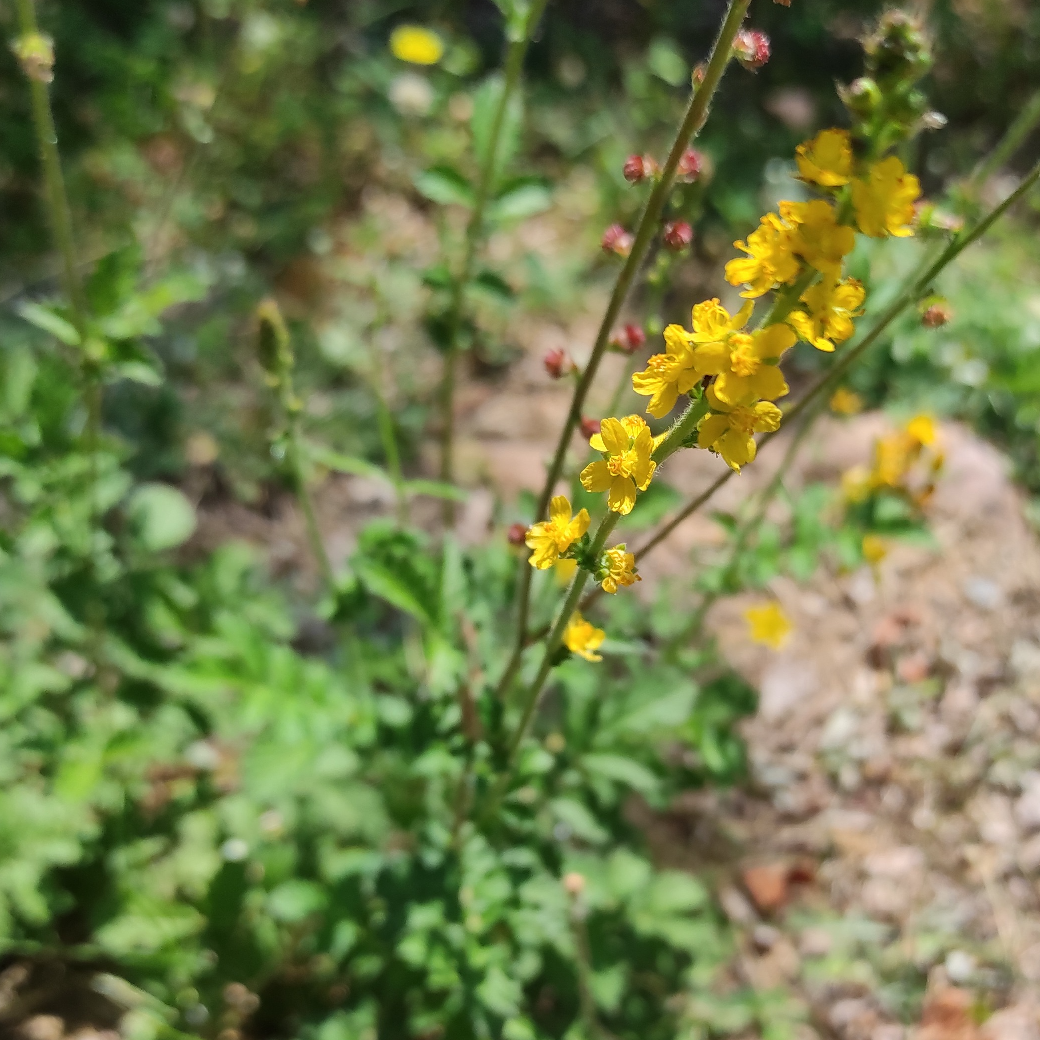 Alcoolature Aigremoine