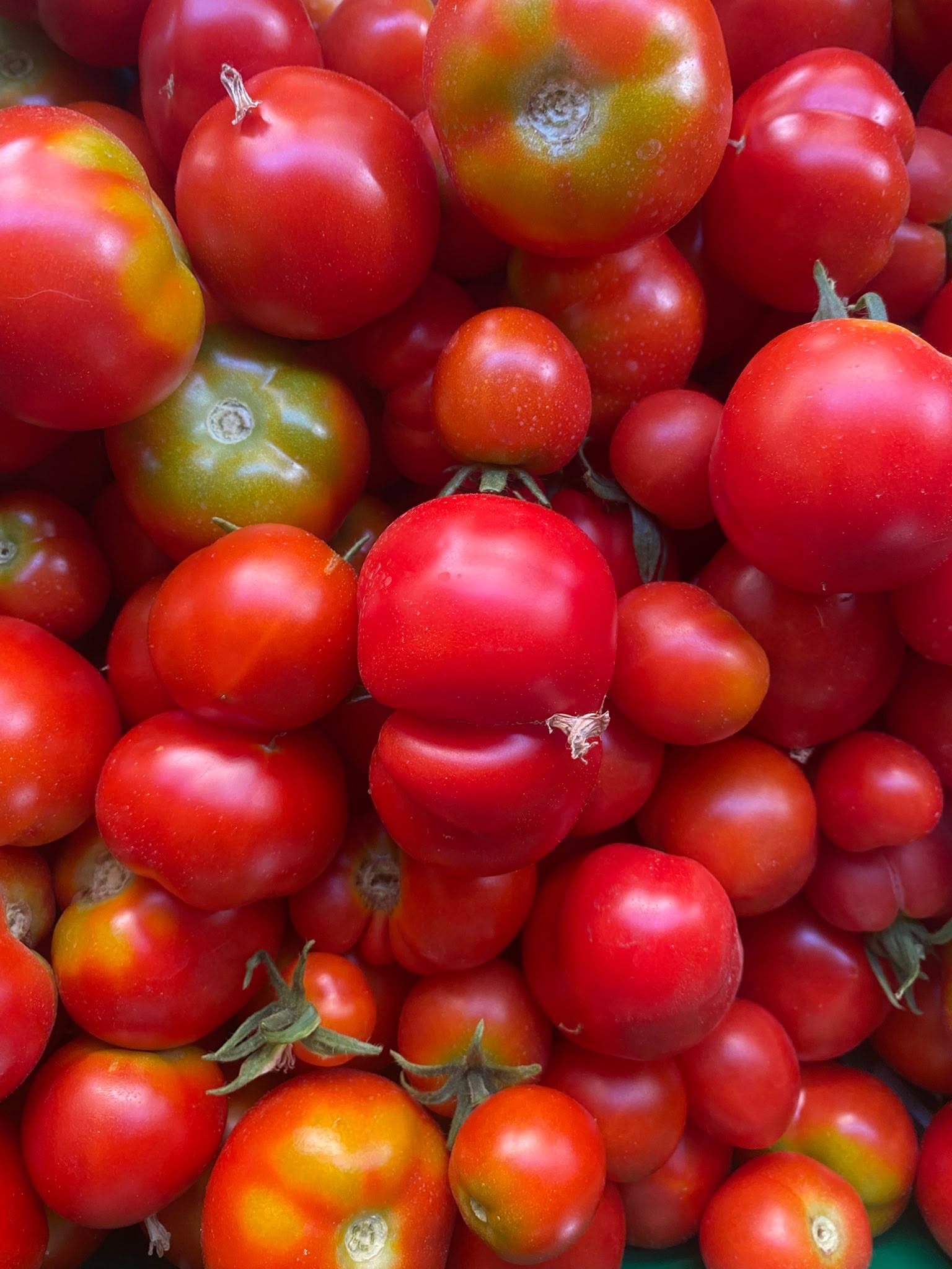 tomates sachet 500g - 500g